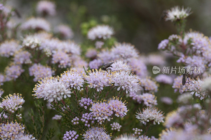 昆虫从粉红色的花朵上采集花蜜