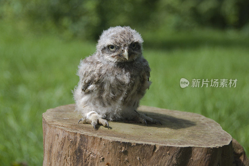 猫头鹰的小鸡