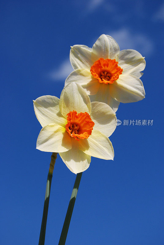 春日水仙花迎蓝天