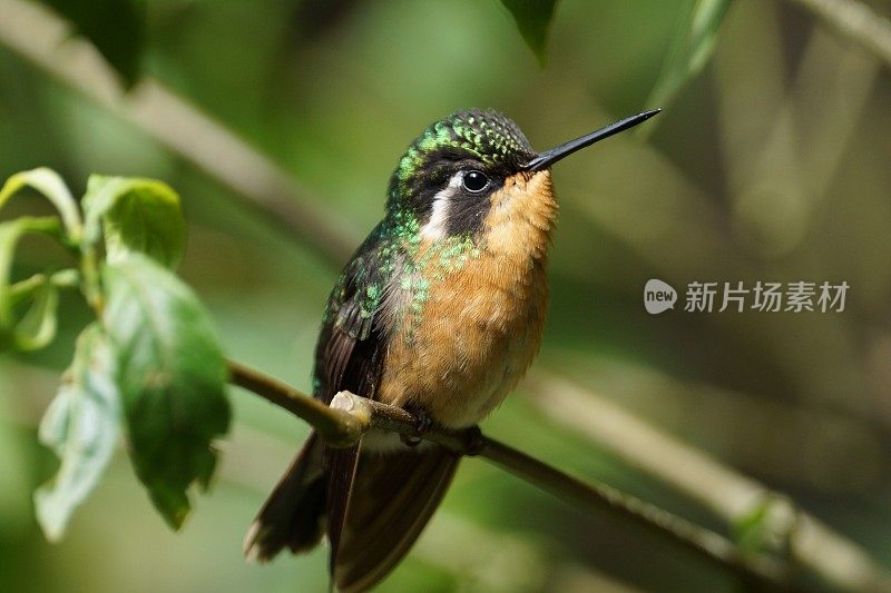 鸟栖息在树枝上的特写镜头