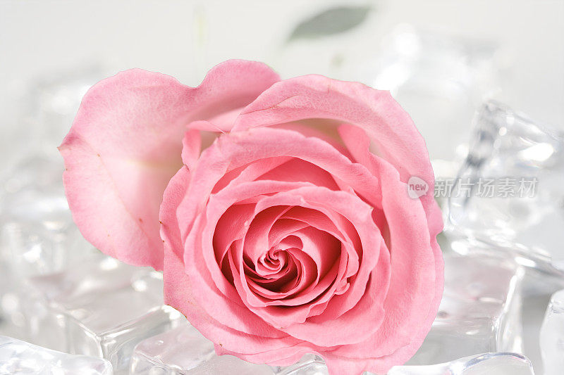 冰上的粉红玫瑰