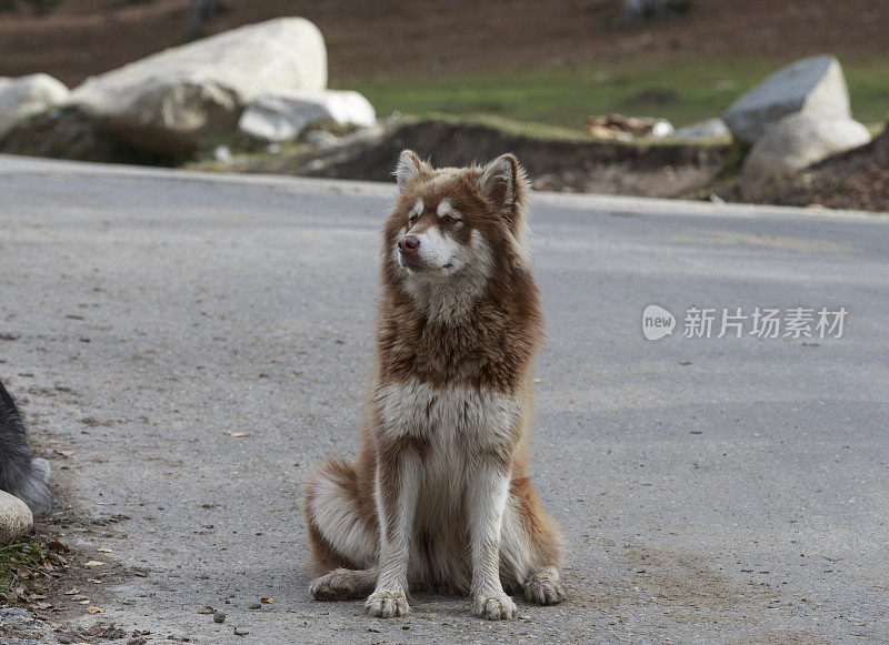 中国新疆喀纳斯河木村的阿拉斯加雪橇犬