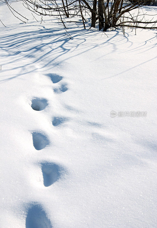 雪地里的脚印