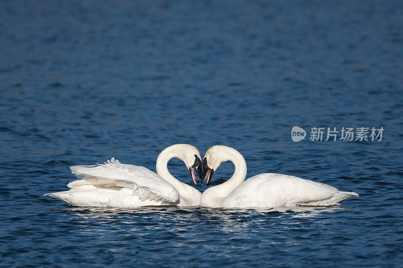 两只号手天鹅在湖上热恋