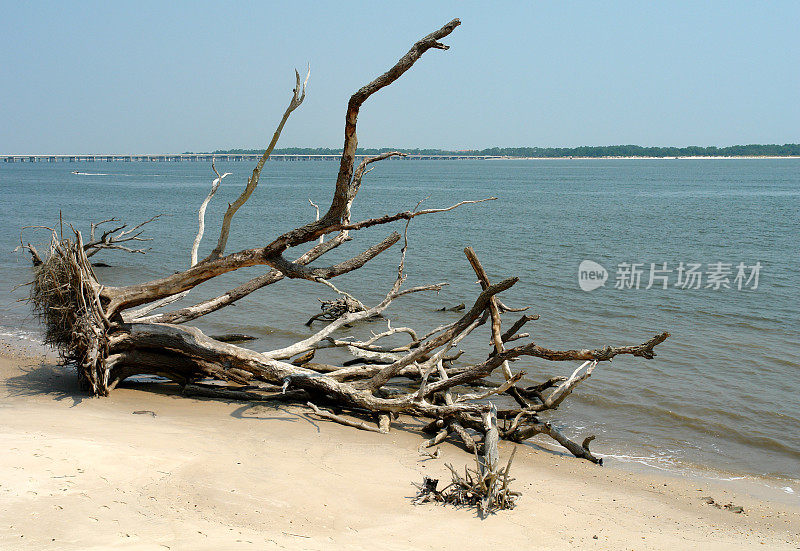 浮木海滩