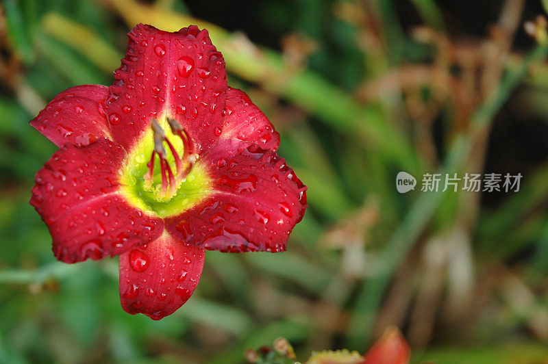 红色黄花菜与雨滴细节