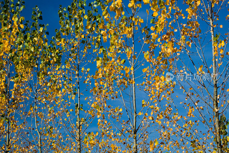 变幻的树叶和蔚蓝的天空