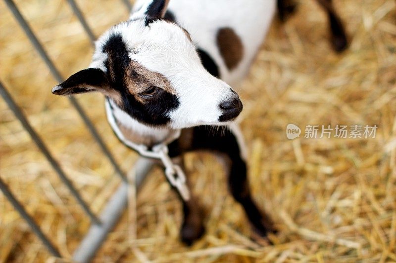 可爱的小山羊宝宝很漂亮