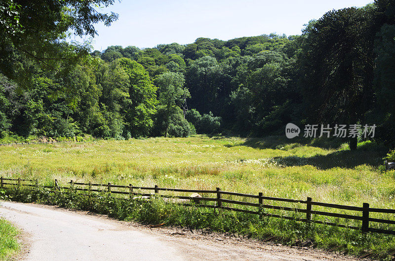 阳光明媚的田野和玫瑰岛半岛的树木