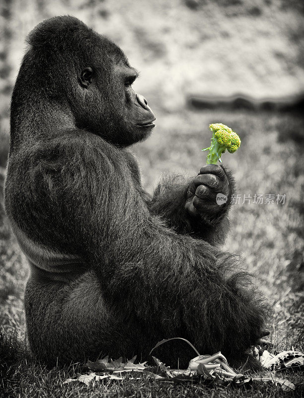 坐在动物园里的银背大猩猩在看食物