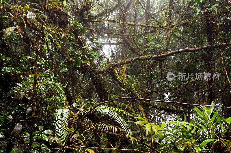 潮湿的热带雨林