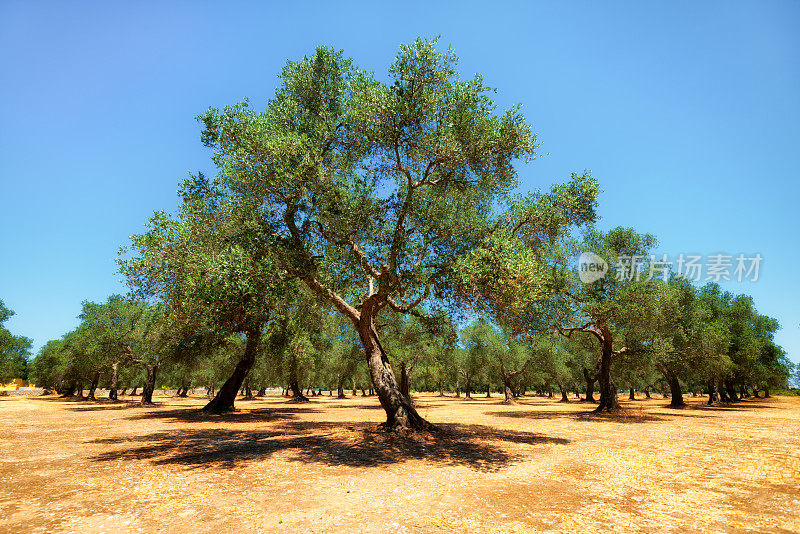 意大利南部普利亚地区的橄榄树种植园
