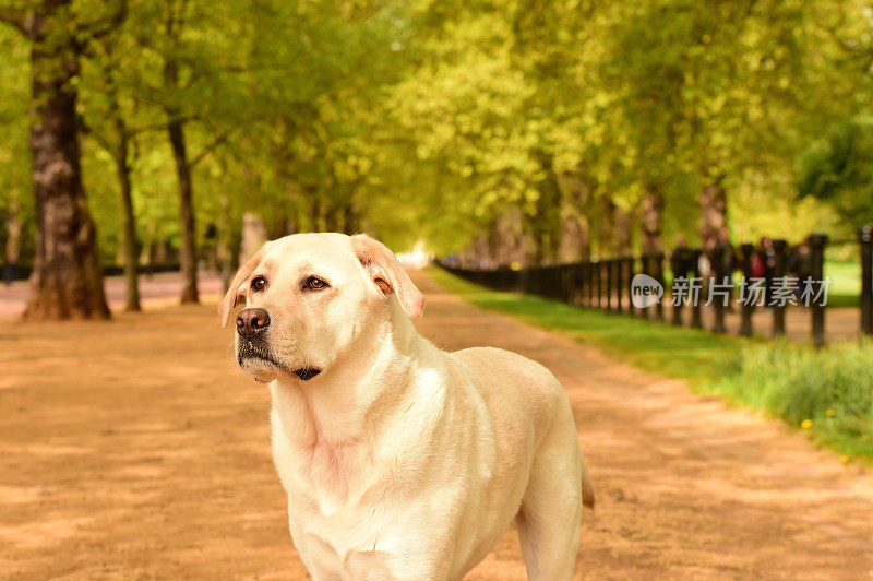 拉布拉多寻回犬