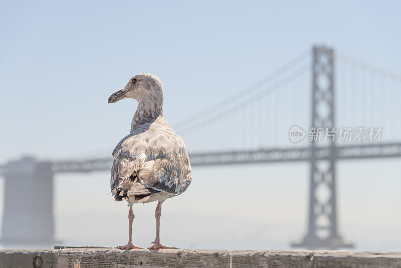 旧金山奥克兰海湾大桥上的鸟