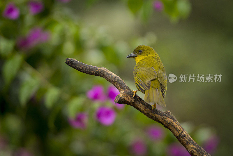 绿唐纳雀(正黄雀)