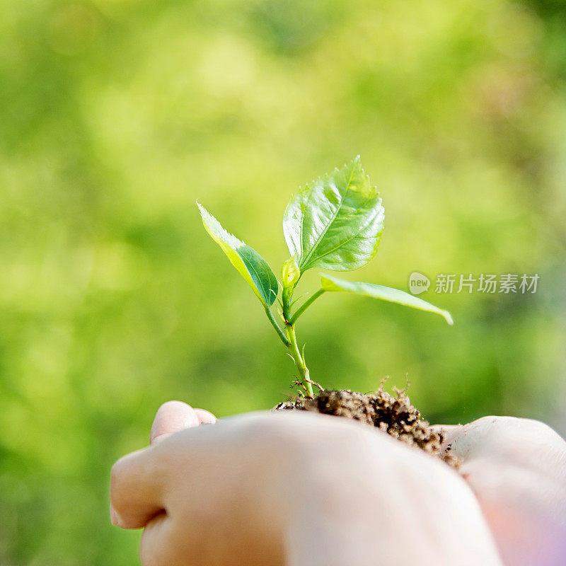 女人手里拿着一株小植物