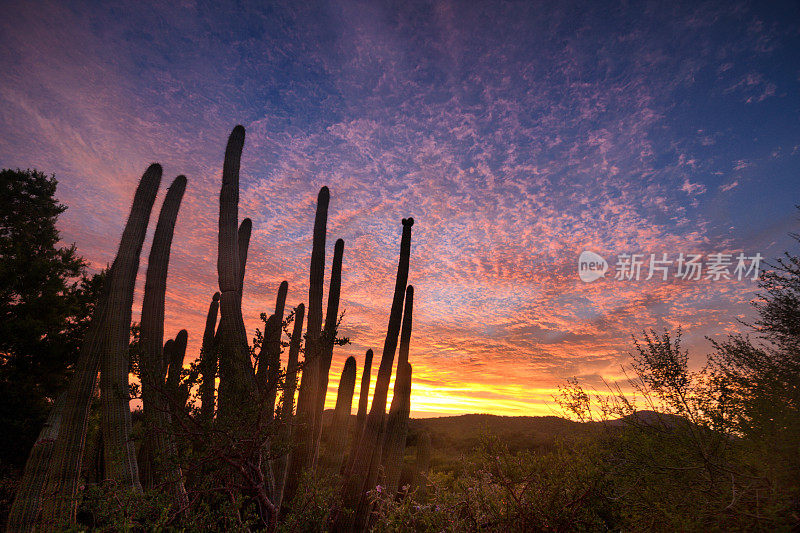 索诺拉沙漠中撒瓜罗仙人掌的美丽日落