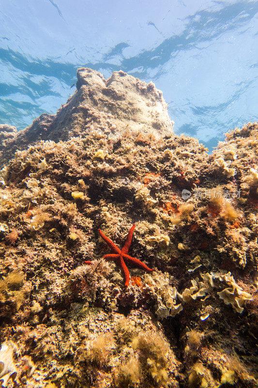 海星水下垂直通气管布拉瓦海岸