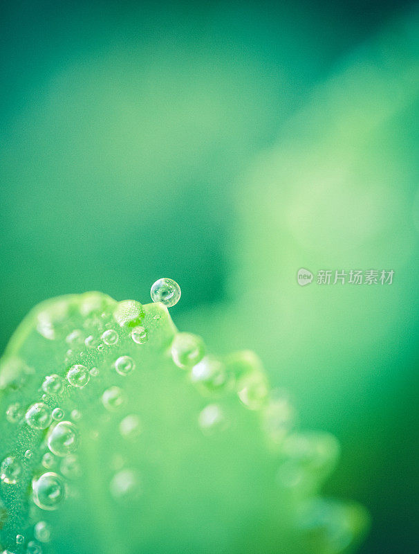 大自然背景:树叶上的雨滴和绿色的散景