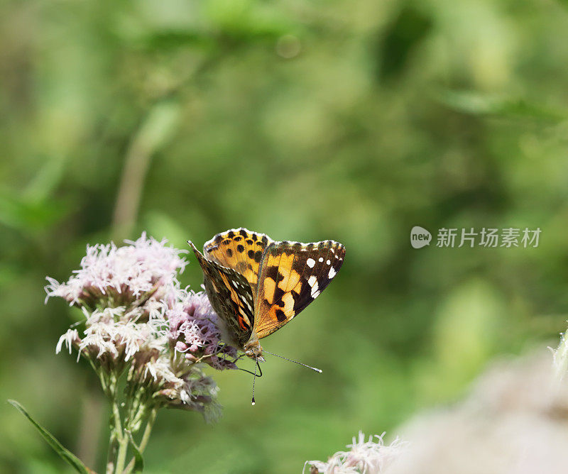 彩绘蝴蝶女郎(凡妮莎・卡杜)