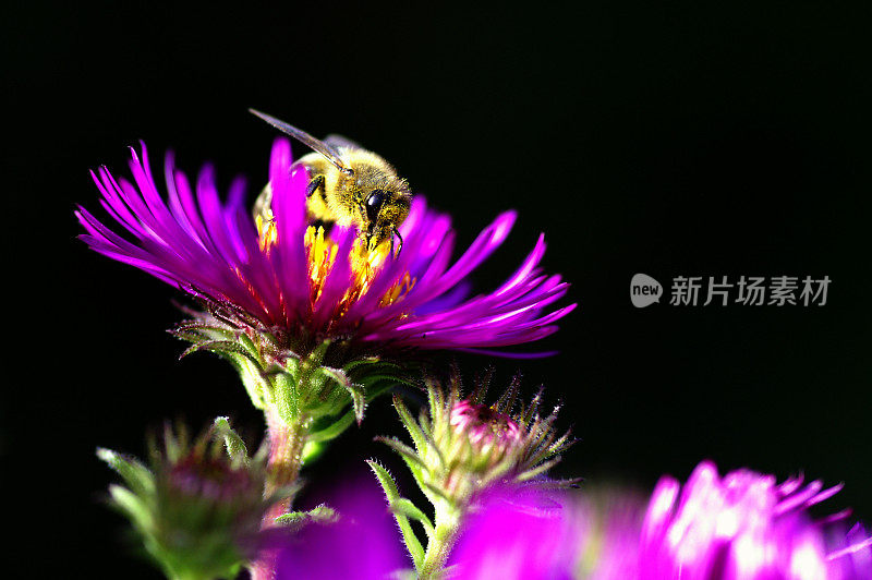 蜜蜂在米迦勒雏菊上