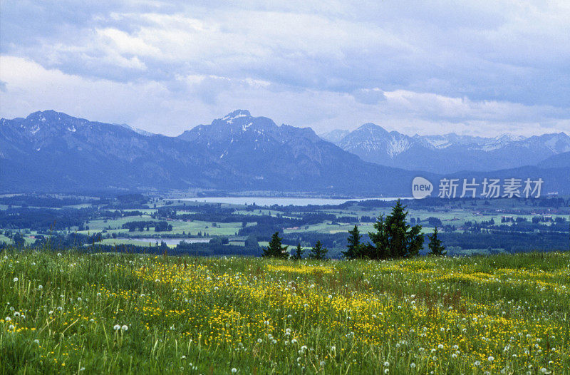 高山草甸