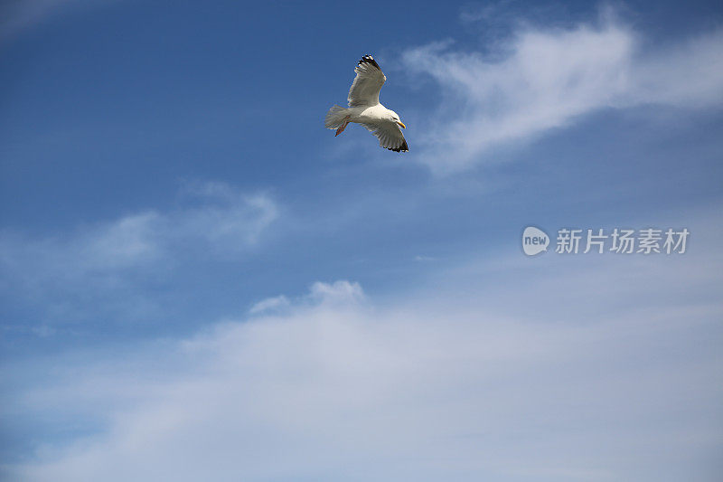 蓝天下的海鸥