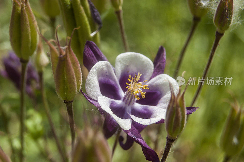 花耧斗菜