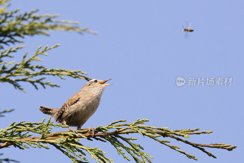 雷恩(Troglodytes-troglodytes)