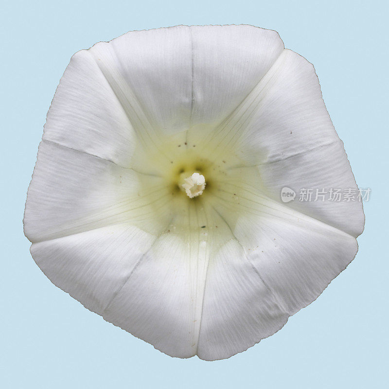 五角形的大旋花的白色野花