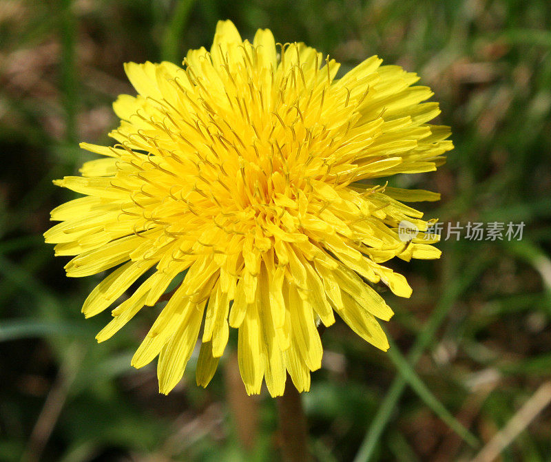 蒲公英在草坪特写