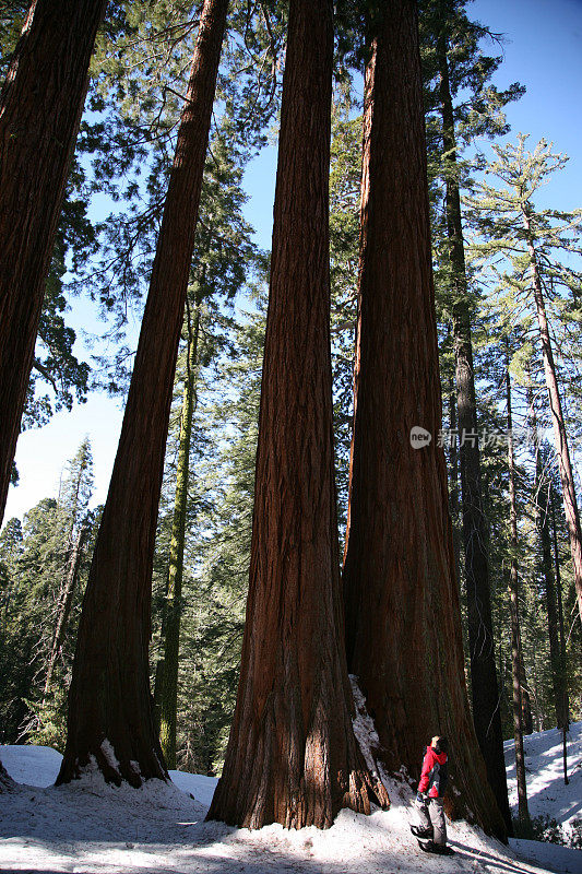 冬季徒步者和巨型红杉