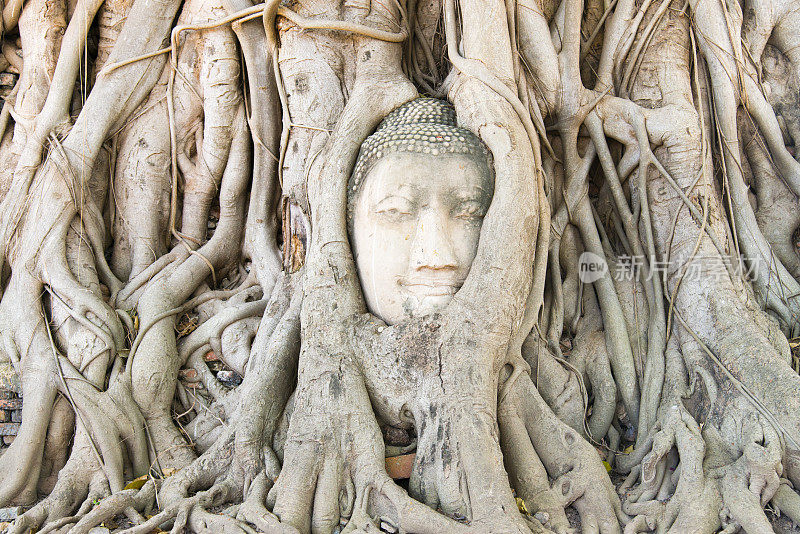 泰国大城府——佛陀脸在树上