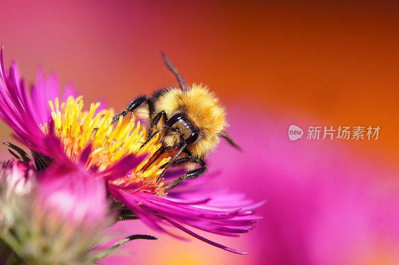 大黄蜂在紫花菊上