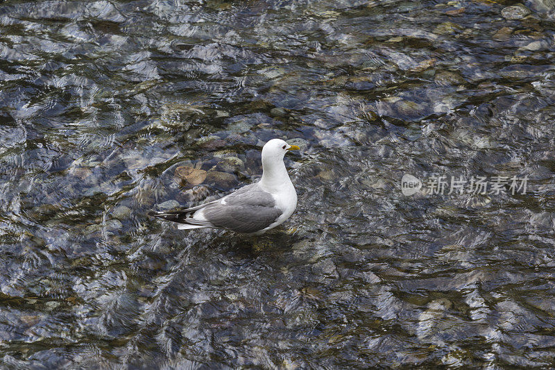 鲱鱼海鸥