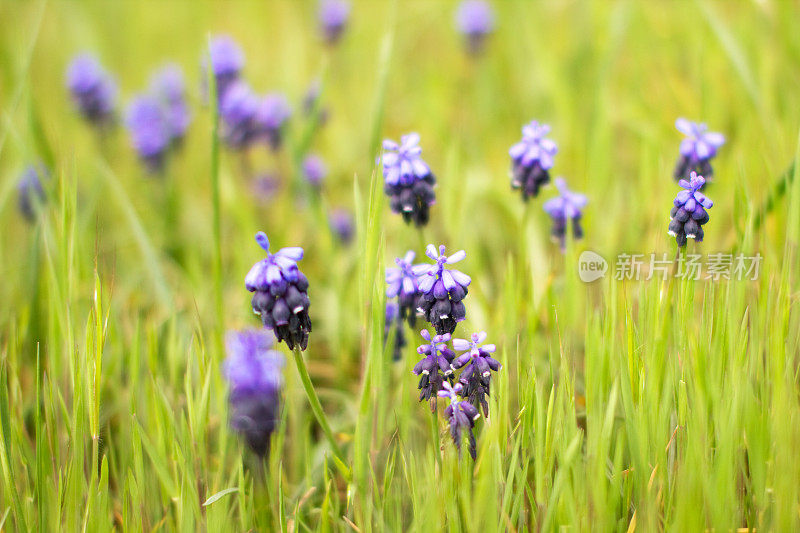 Grape-Hyacinth。