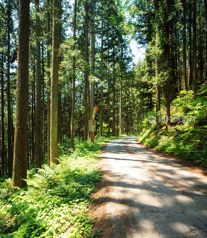 日本松林中蜿蜒的单车道乡村土路