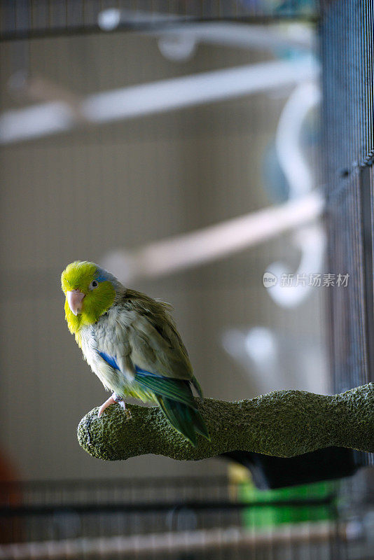 绿色Parrotlet