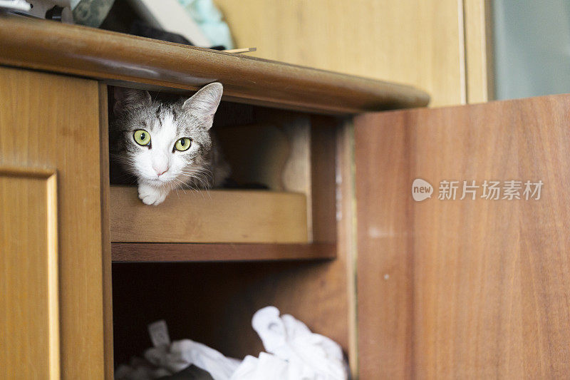 小花猫躲在抽屉里