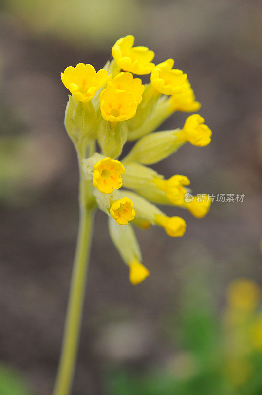 樱草花(温带花)