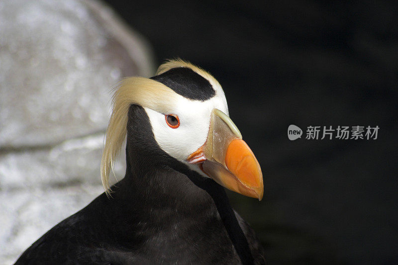 簇绒角嘴海雀