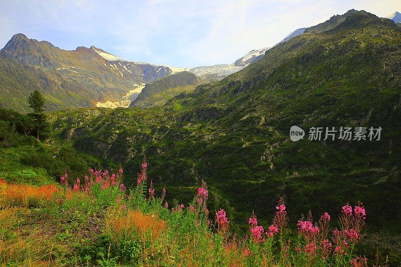 瑞士阿尔卑斯山景观，粉红色的豌豆野花，山脉，苏斯滕山口