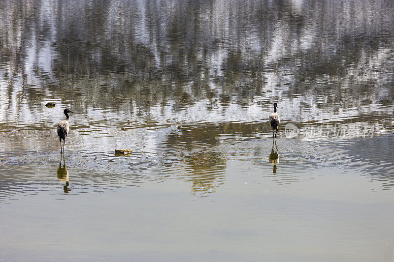 黑颈鹤