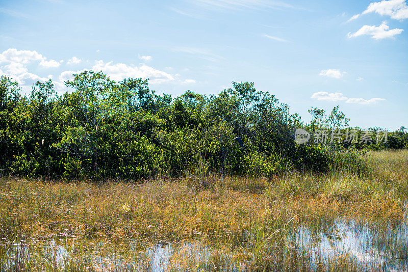 沼泽中的锯草树