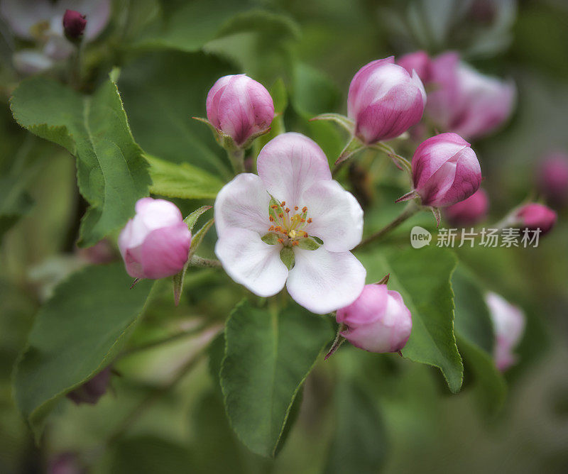 美丽的春天的花-苹果树开花