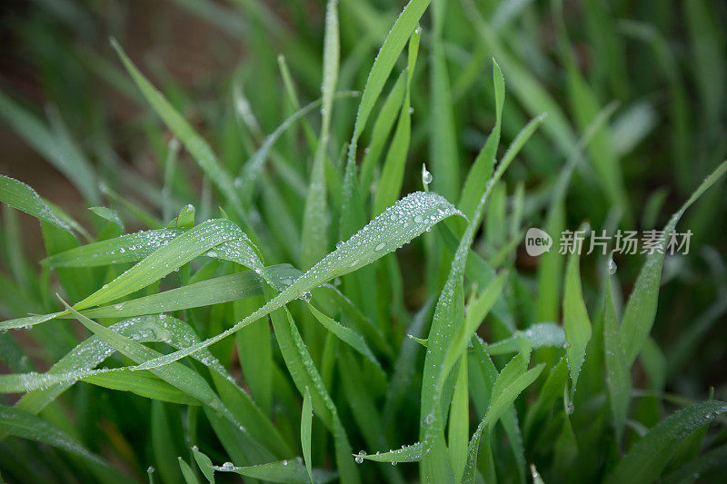 小麦植株