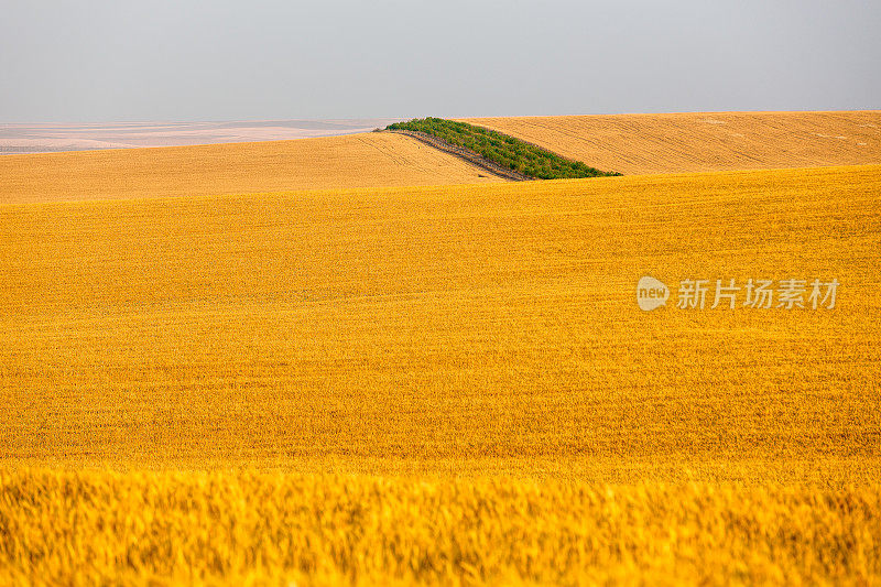 小麦植株