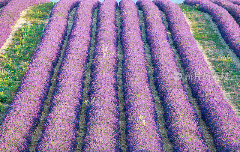 薰衣草,法国