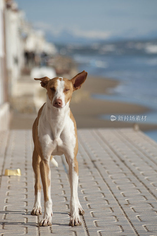 被遗弃的孤独悲伤的野狗在海边的海滩