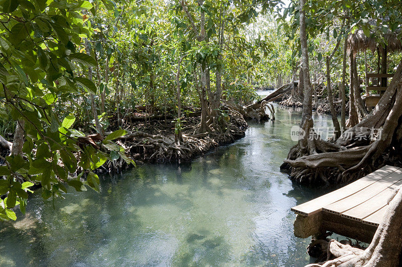 泰国甲米附近红树林的热带泳池